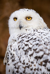 Snowy Owl