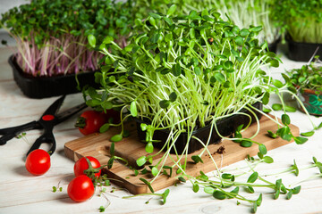 Growing sprouted seeds, microgreens. Healthy lifestyle. Green sprouts in a block of soil