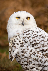 Obraz premium Snowy Owl