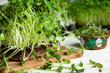 Growing sprouted seeds, microgreens. Healthy lifestyle. Green sprouts in a block of soil