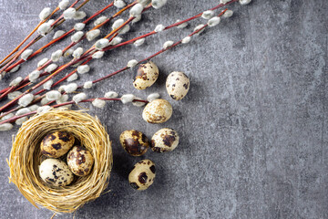 Easter quail eggs in nest and willow branch on grey concrete background