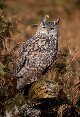 European Eagle Owl