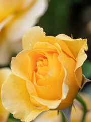 close up of yellow rose