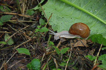 Gehäuseschnecke