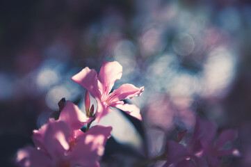 Macro image of blooming pink flower, shallow depth of field. Beautiful summer nature background.