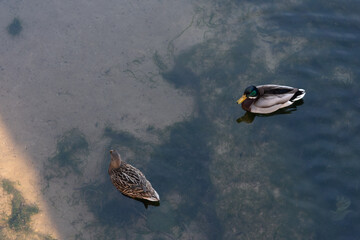 Patos Anas platyrhynchos en un rio 