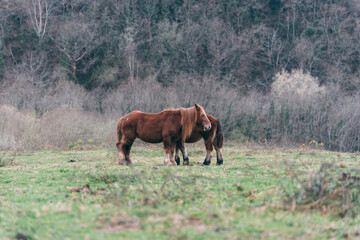 Una yegua con su potro pastando en un monte del pais vasco