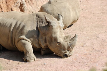 Obraz premium Rinoceronte in primo piano laterale