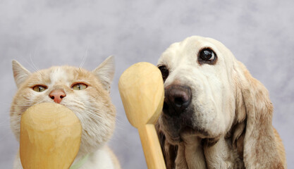 Cat and basset hound with wooden spoon - 421267164