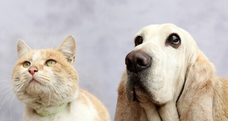 Red cat and basset hound portrait - 421267300
