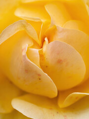 macro of yellow rose petals