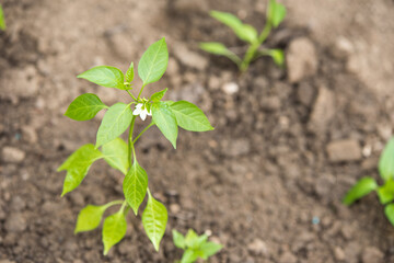 Bell pepper seedling, planted in the garden with inflorescences, in spring