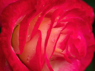 macro of pink rose petals