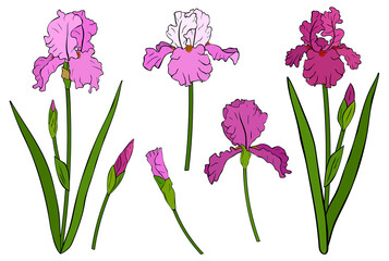 Set Irises flowers botanical colourful vector illustration
