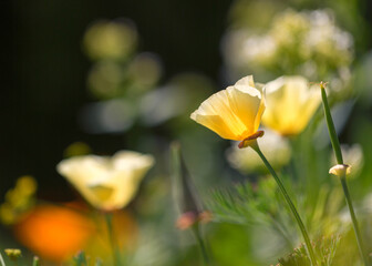 Mohnblume, Mohnblumen 