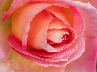 macro of pink rose petals