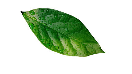 Plakat Leaf water droplets isolated on white background