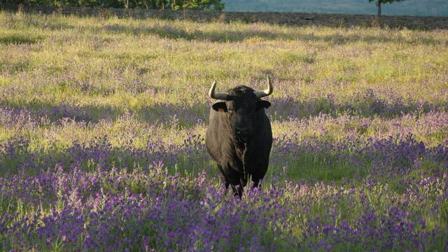 Five year old spanish bull in a meadow in spring.