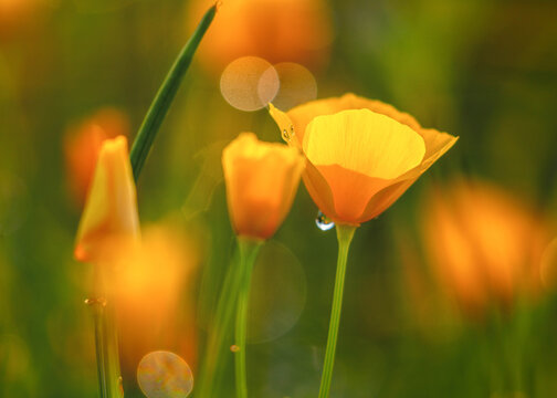 Mohnblume, Mohnblumen 