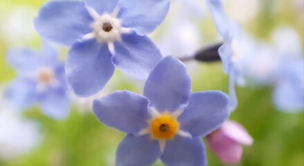Soft tender Forget-me-not flowers in close-up view blooming on a spring day 