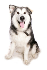 Alaskan Malamute