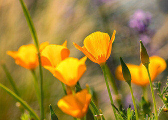 Mohnblume, Mohnblumen 