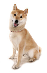 Japanese Shiba Inu