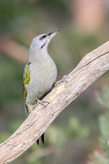 grey-headed woodpecker