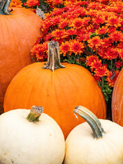 fall display of white and orange pumpkins with mums in autumn