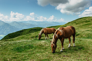 Fototapeta na wymiar Horse on a pasture with a great view of the mountains. Brown stallion roaming free in summer Alpine meadow. Herd of horses in green rural countryside. Mammal farm animals