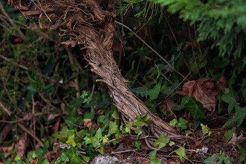 zoom sur petit tronc d'arbre