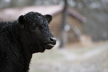 Wet black calf during rainy weather on farm with blurred background, close up portrait of young beef cow.