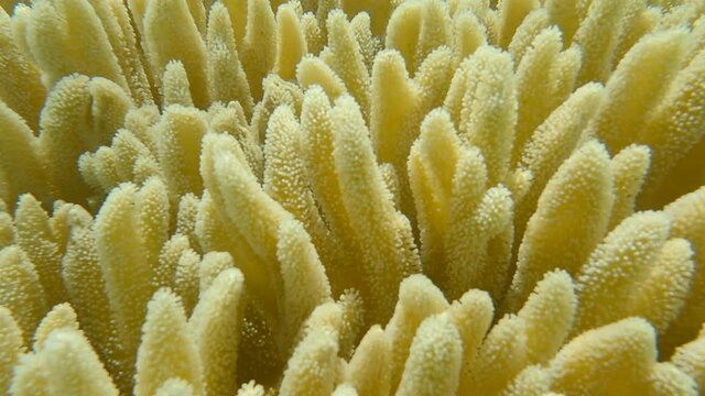 Details of the soft coral polips. Extreme close-up of the soft coral polips on the reef. Natural underwater background. Finger leather coral (Sinularia polydactyla) 4K-60pfs