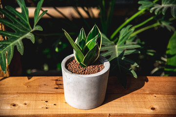 Hahnii Jade Dwarf Marginata in cement pots