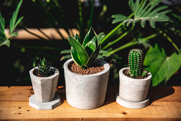 cactus and Hahnii Jade Dwarf Marginata in cement pots