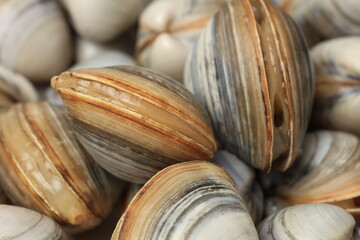 Stacked fresh raw clams on white background