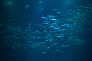 Fototapeta na wymiar Atlantic chub mackerel (Scomber colias).