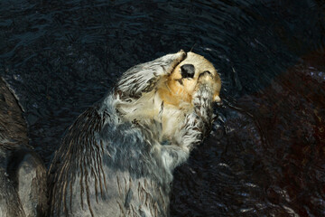 Sea otter (Enhydra lutris)