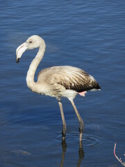 Flamand rose