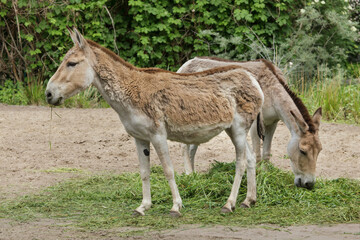 Naklejka na ściany i meble Turkmenian kulan (Equus hemionus kulan)