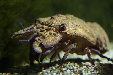 Mediterranean slipper lobster (Scyllarides latus)