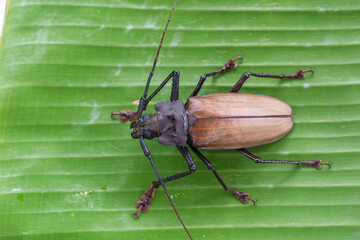 Giant Fijian longhorn beetle from island Koh Phangan, Thailand. Close up, macro