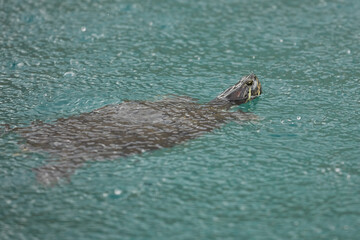 Freshwater turtles in Kournas lake Crete island