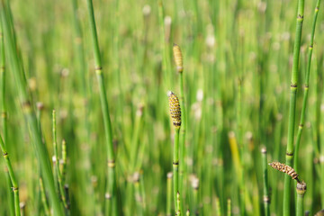 The beautiful Equisetum debile Roxb. ex Vaucher or the Horsetail plants in the garden
