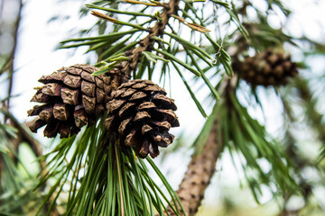 green pine branch with cones and needles in spring in a coniferous forest
