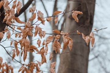 Closeup of forgotten autumn leaves during spring season in the city park