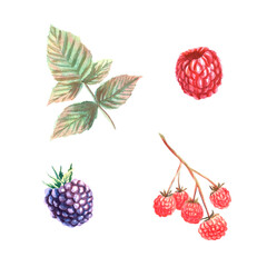 Watercolor botanic illustration with roseberry, blackberry and leaves on white background. Perfect for cosmetics and perfumes, culinary books, magazines, textiles.