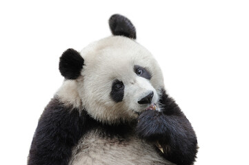 Closeup of giant panda bear isolated on white background - 421276164