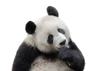 Poster Close-up van reuzenpanda beer geïsoleerd op witte achtergrond © wusuowei