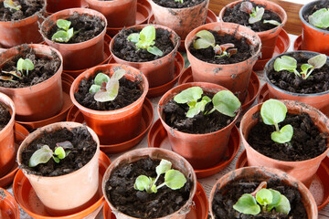 Begonia plugs in pots